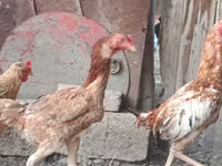 Chickens — foto 6