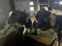Sigir, Russian Black pied cattle — 1-rasm