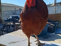 Chickens — foto 3