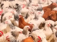 Chickens — foto 1
