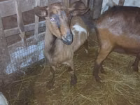 Koza, Nubian Goat — foto 3