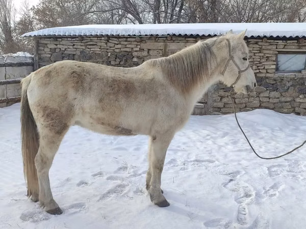 ცხენი, Kazakh horse
