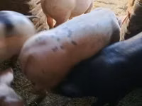 Boar — photo 1