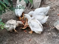 Ducks — foto 1