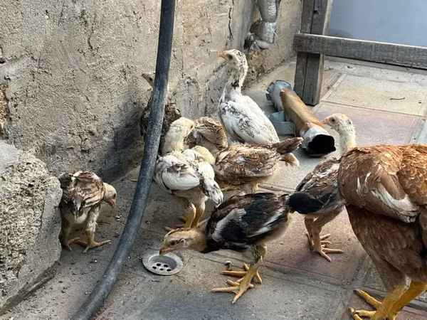 Chickens