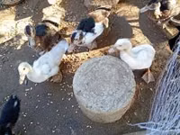 Ducks — Foto 2