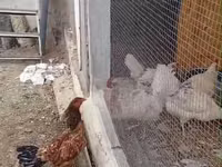 Chickens — photo 1