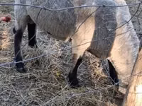 Qoʻchqor, White Suffolk sheep — 4-rasm