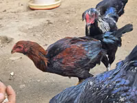 Chickens — zdjęcie 1