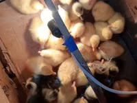 Geese — zdjęcie 1