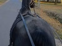 Yegua, Nonius horse — foto 2