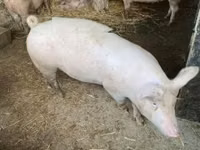 Świnie (partia, płeć nieokreślona) — zdjęcie 2