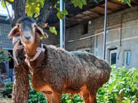 Ram, Sheep — photo 1