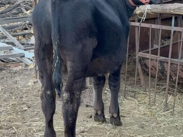 Boğa, Aberdin Angus