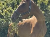 Jument, Polish pony — photo 6