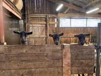 Cabra, Alpine goat — foto 2