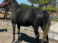 Caballo, Caballos — foto 1