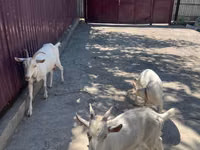 Эчки, Орус ак эчки — сүрөт 2