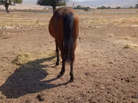 母马, Kyrgyz Horse — 照片 4