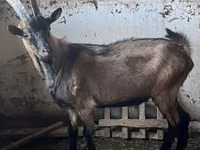 Cabro, Oberhasli goats — foto 1
