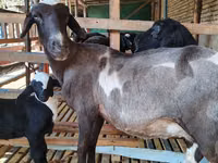 母山羊, Goats — 照片 1
