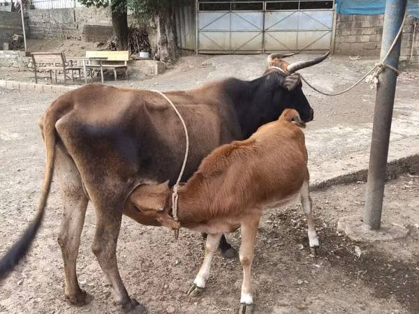 Krava, Divoký jak