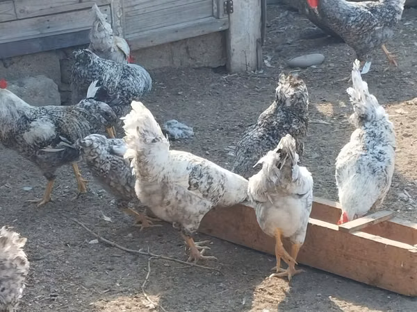 Chickens — أذربيجان