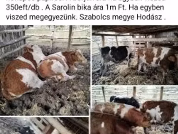 Býk, Skot