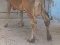 Vaca, Ganado vacuno — foto 6