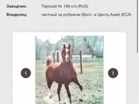 حصان, Arabian horse — الصورة 5