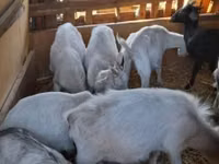 Billy Goat, Goats — photo 4