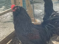 Chickens — 1-сурет