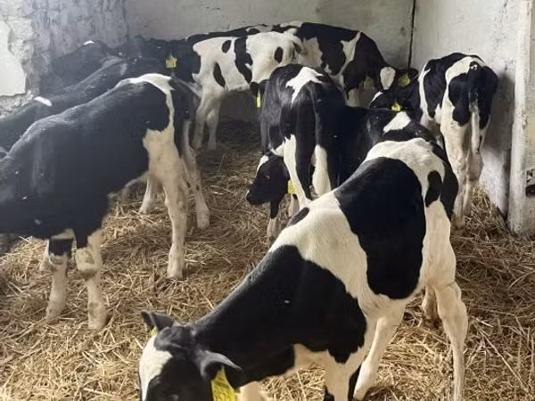 Touro, Russian Black pied cattle