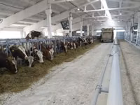 Krava, Červeno-skvrnitá plemena — foto 2