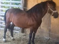 Yegua, Caballos — foto 2
