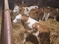 மாடுகள் (தொகுதி, பாலினம் குறிப்பிடப்படவில்லை), Simmental cattle — புகைப்படம் 1