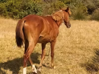 Kůň, Koně — foto 3