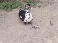 Ducks — foto 1