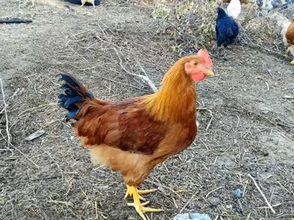 ნიუ ჰემპშირის წითელი