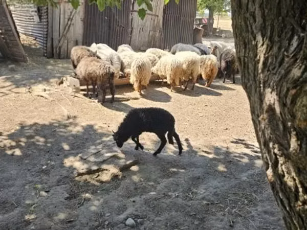 Bélier, Racka sheep