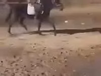 குதிரை, Hungarian horse breed — புகைப்படம் 8