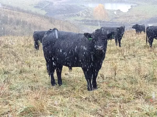 Vache, Vache galloise
