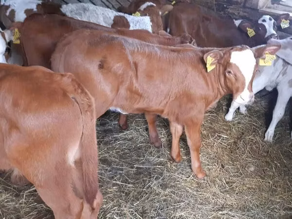 Bulle, Simmental cattle