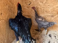 Chickens — Foto 4
