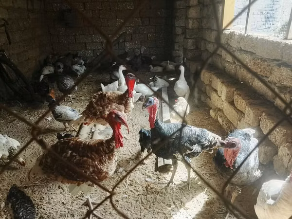 Turkeys — Ozarbayjon