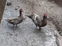 Evcil Misk ördeği — foto 3