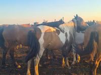Atlar (parti, cinsiyet belirtilmedi), Horse breed — foto 2