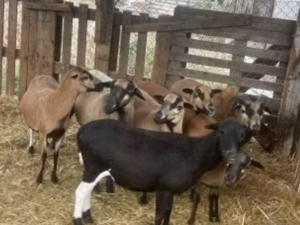 Baran, Cameroon sheep