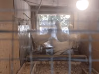 Chickens — foto 8