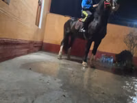 At, Russian warmblood — foto 1